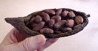 Kakao-Bohnen