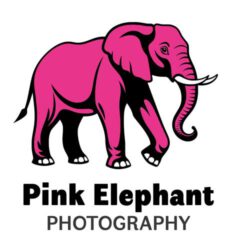 Pink Elephant Photography